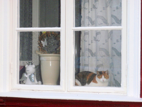 A katt in the window in the U District.
